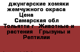 джунгарские хомяки жемчужного окраса › Цена ­ 100-150 - Самарская обл., Тольятти г. Животные и растения » Грызуны и Рептилии   